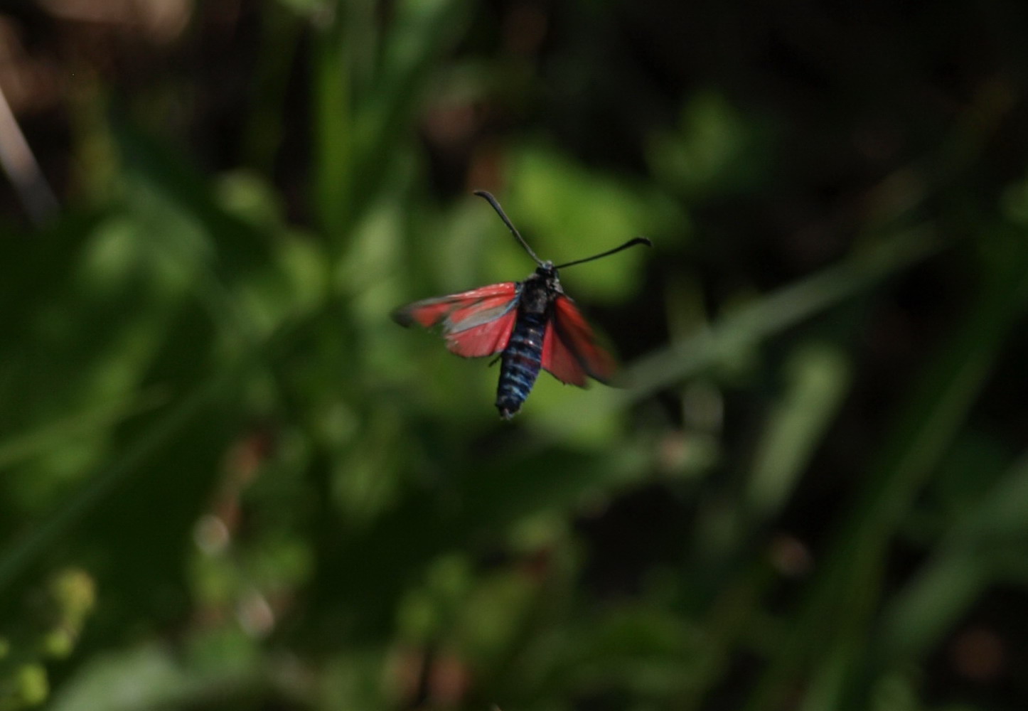 Zygaena ....... ?