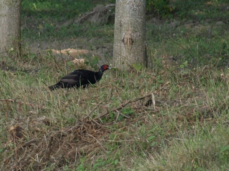 Identificazione Fagiano nero