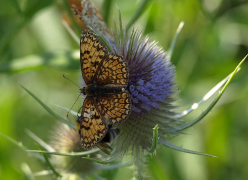 Melitaea didyma ?