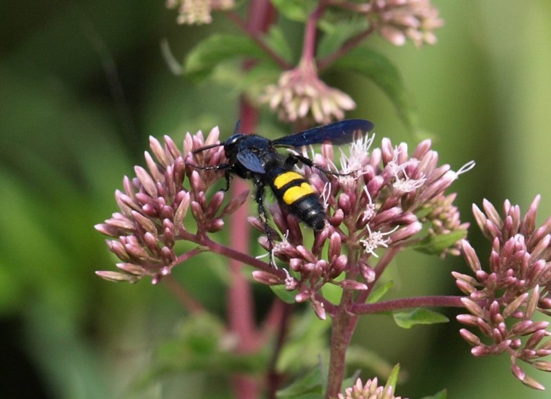 Da identificare: Scolia hirta