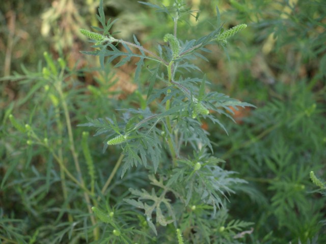 Ambrosia artemisiifolia