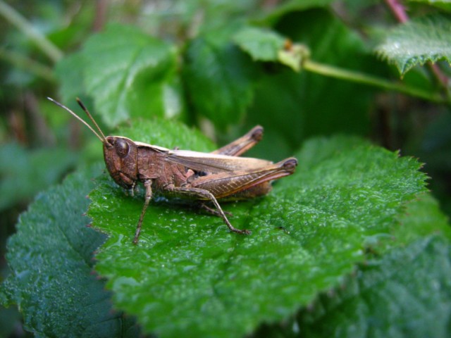 Ortottero da identificare