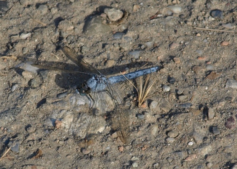 Orthetrum brunneum  & cancellatum