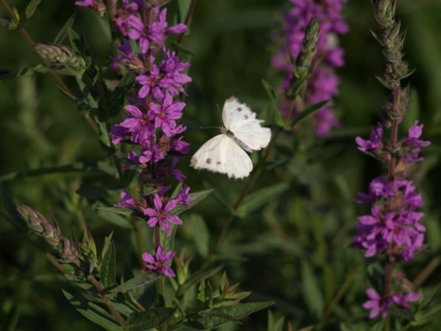 Pieridae da identificare