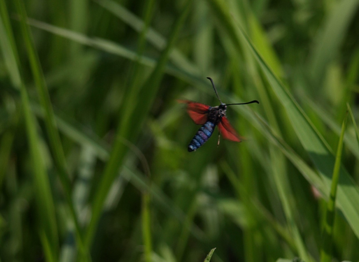 Zygaena ....... ?