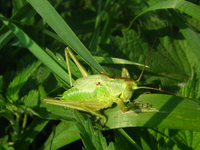 Tettigonia viridissima ?