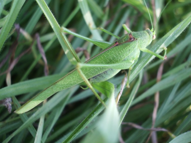 Phaneroptera nana  ?