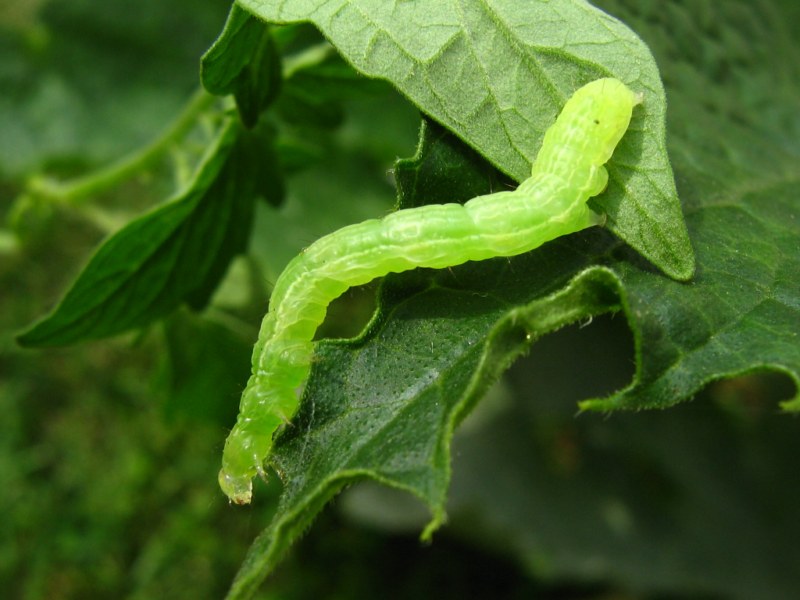 Identificazione Bruchi