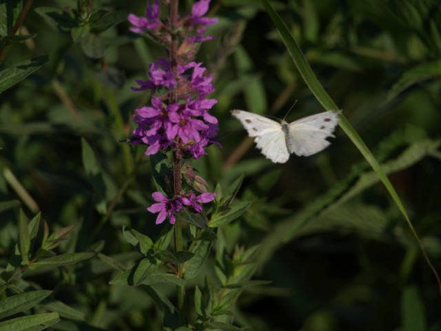 Pieridae da identificare