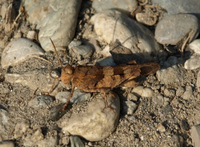 Oedipoda sp.