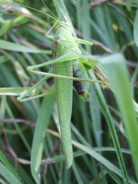 Phaneroptera nana  ?