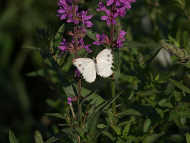 Pieridae da identificare