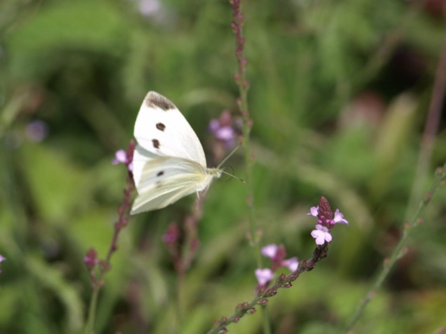 Pieridae da identificare 2