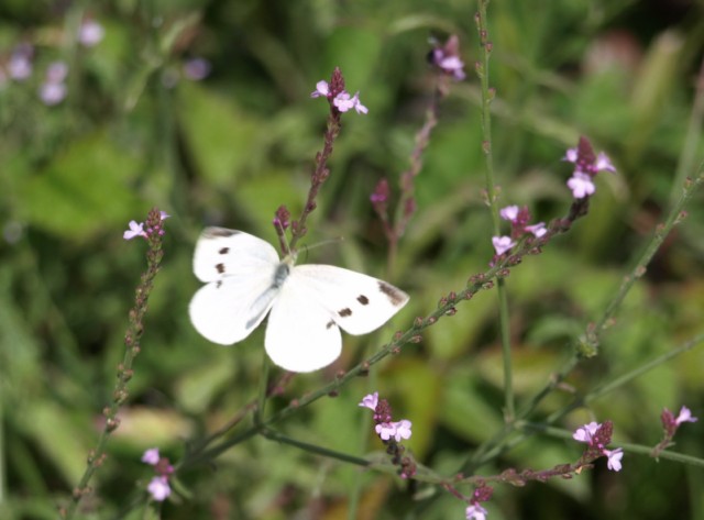 Pieridae da identificare 2