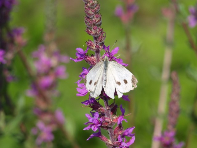 Pieridae da identificare 2