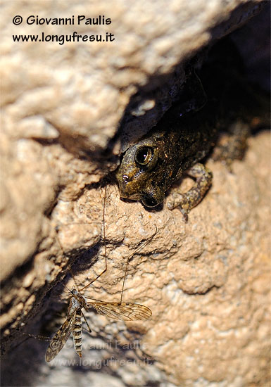 Hydromantes genei e Discoglossus sardus