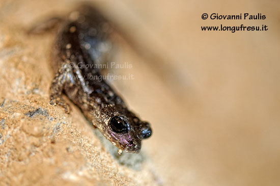 Hydromantes genei e Discoglossus sardus