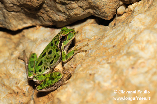 Hyla sarda