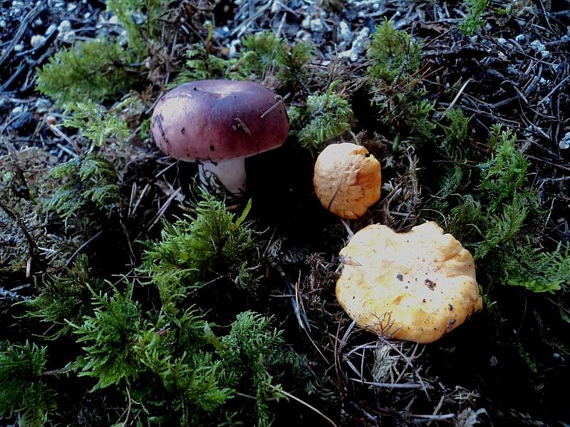 E''arrivata un po'' d''acqua !Tra qualche giorno boom?di funghi