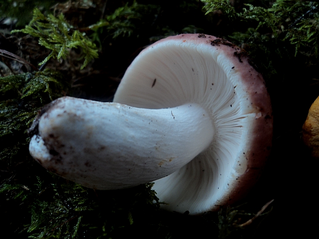 E''arrivata un po'' d''acqua !Tra qualche giorno boom?di funghi