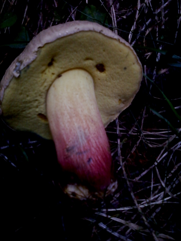 E''arrivata un po'' d''acqua !Tra qualche giorno boom?di funghi