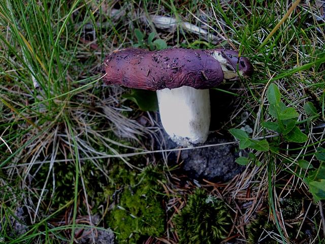 E''arrivata un po'' d''acqua !Tra qualche giorno boom?di funghi