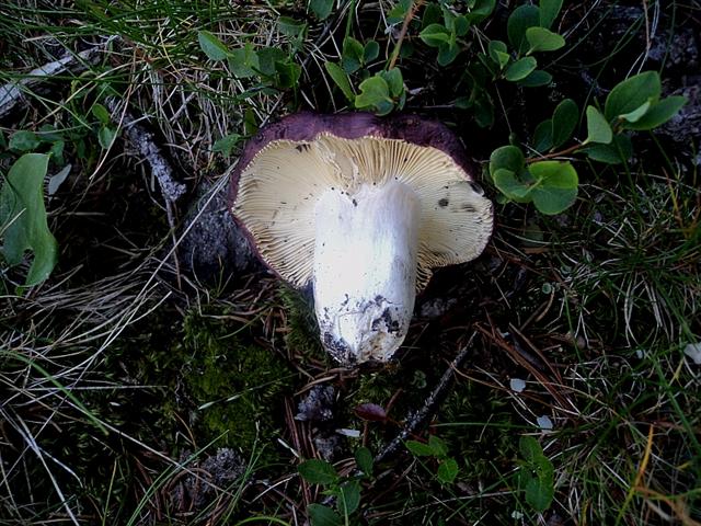 E''arrivata un po'' d''acqua !Tra qualche giorno boom?di funghi