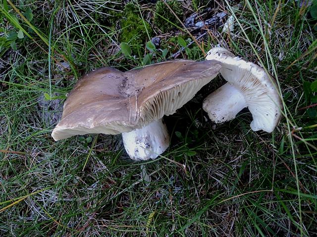 E''arrivata un po'' d''acqua !Tra qualche giorno boom?di funghi