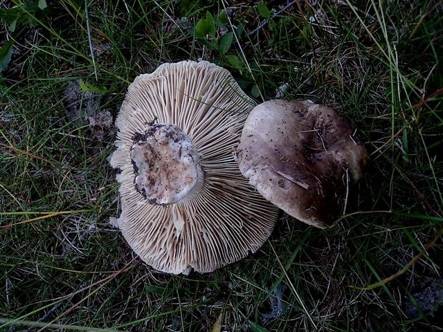 E''arrivata un po'' d''acqua !Tra qualche giorno boom?di funghi