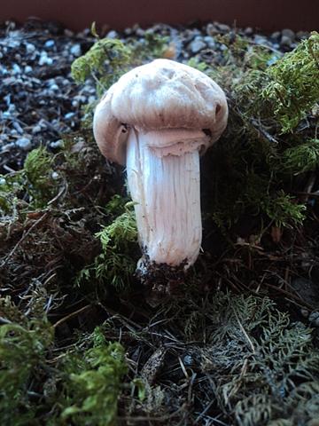 E''arrivata un po'' d''acqua !Tra qualche giorno boom?di funghi