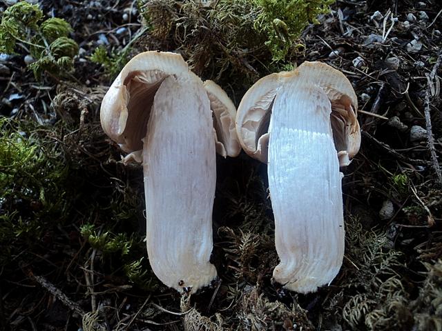 E''arrivata un po'' d''acqua !Tra qualche giorno boom?di funghi