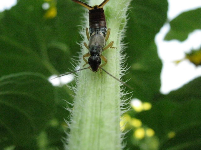 Forficula auricularia nei pressi di Montefano (MC)