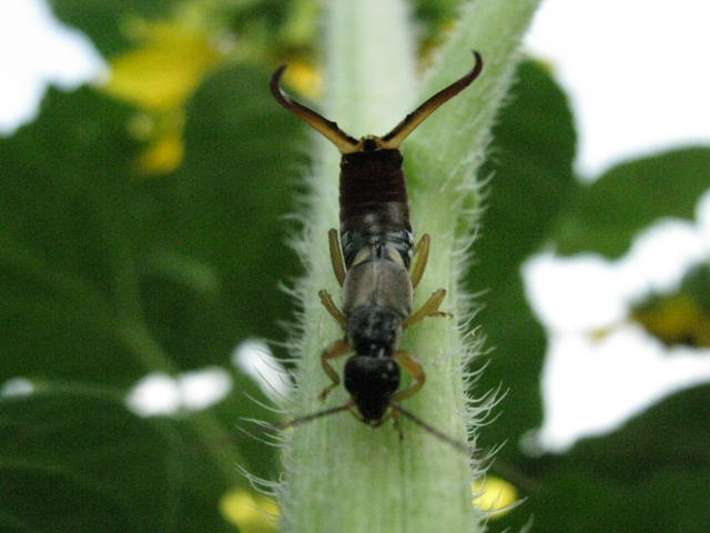 Forficula auricularia nei pressi di Montefano (MC)