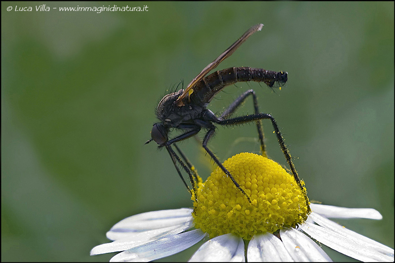 Identificazione specie