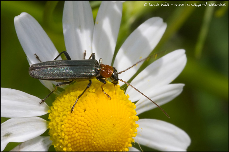 Oedemera: probabile Anogcodes ruficollis