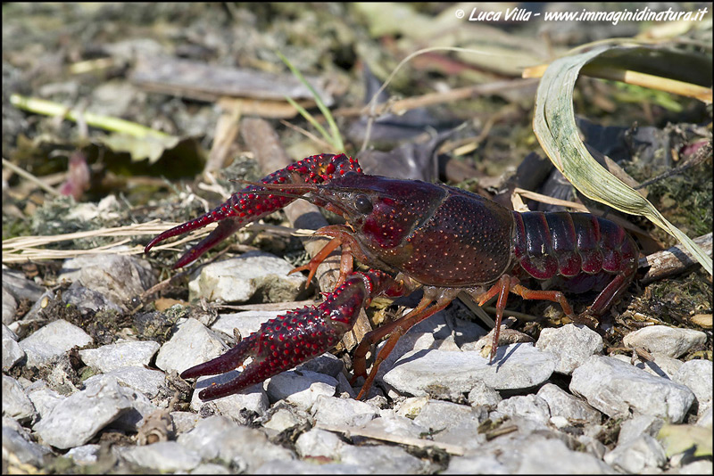 Gambero della Louisiana