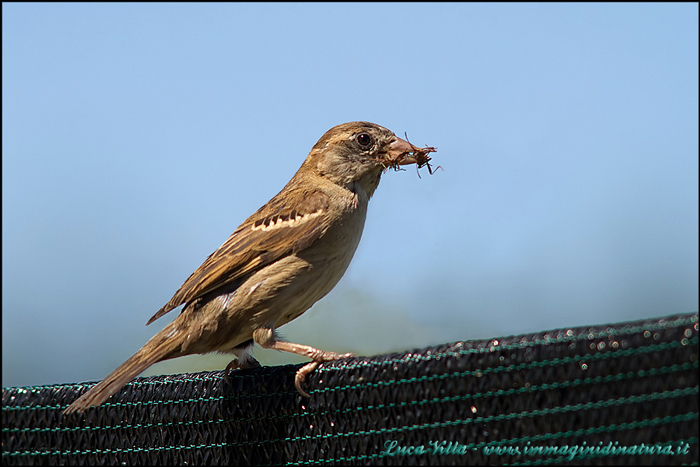 Passero/a ma quale....??