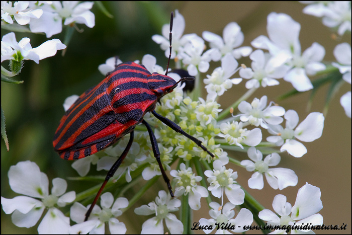 Pentatomidae: Graphosoma lineatum italicum della Lombardia