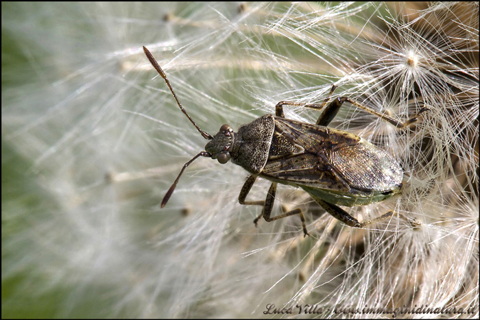 Rhopalidae: Stictopleurus cfr. crassicornis della Lombardia