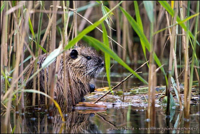 Nutria - Fiume Adda (zona Brivio)