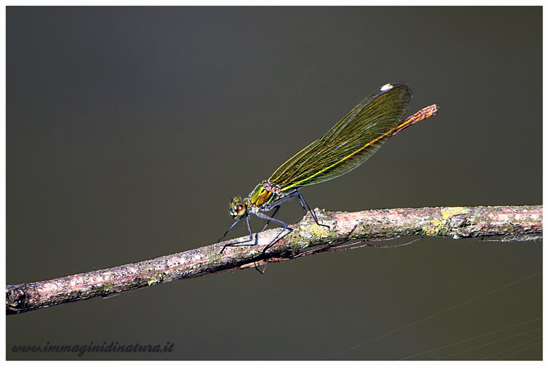 Calopteryx splendens