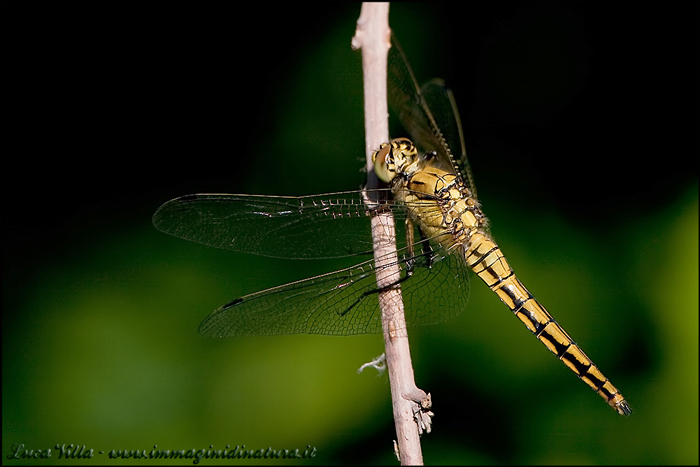 Identificazione - Orthetrum cancellatum