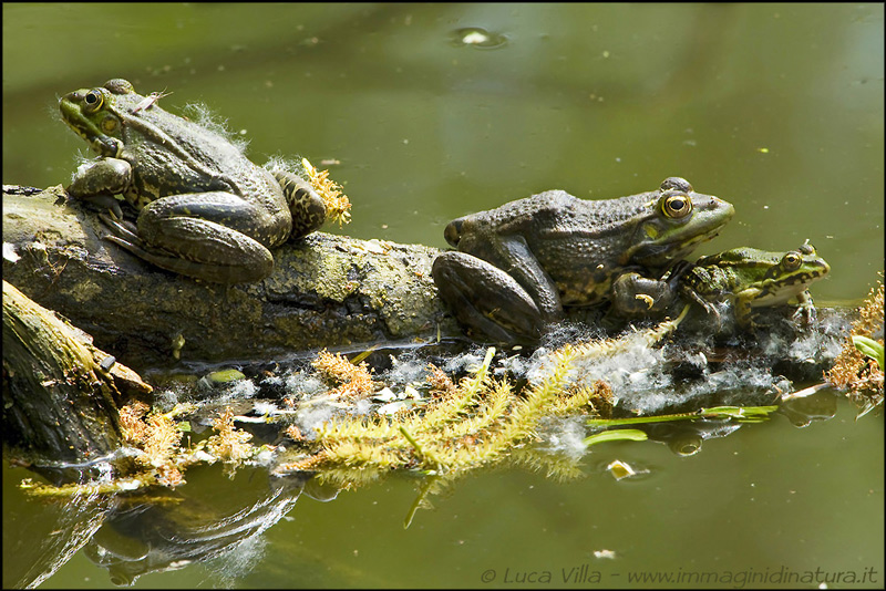 Conferma - Pelophylax sp. (prov. Parma)