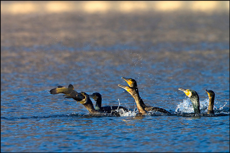 Chi primo arriva.........