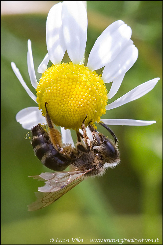 Femmina di Andrena sp.