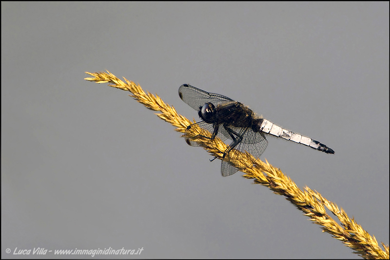 Identificazione - Libellula fulva (maschio)