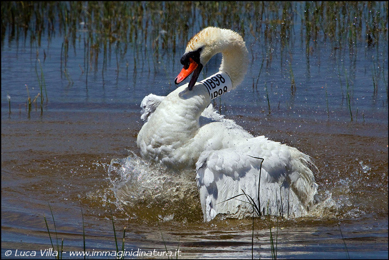 Cigno (dal collare)