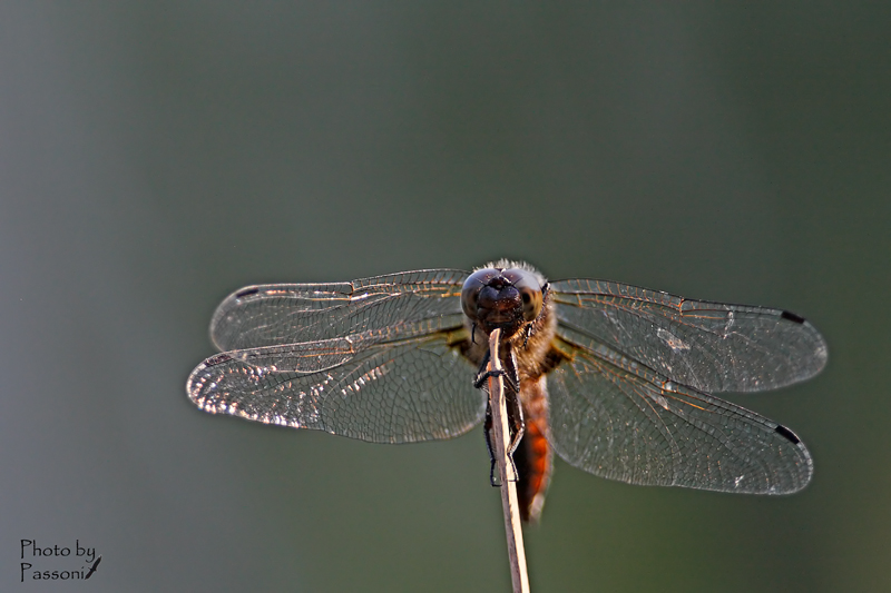 Aiuto per identificazione!