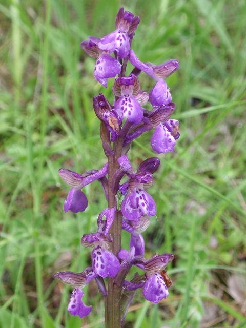 Escursione orchidofila nelle Langhe  (15 maggio)