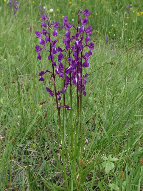 Escursione orchidofila nelle Langhe  (15 maggio)